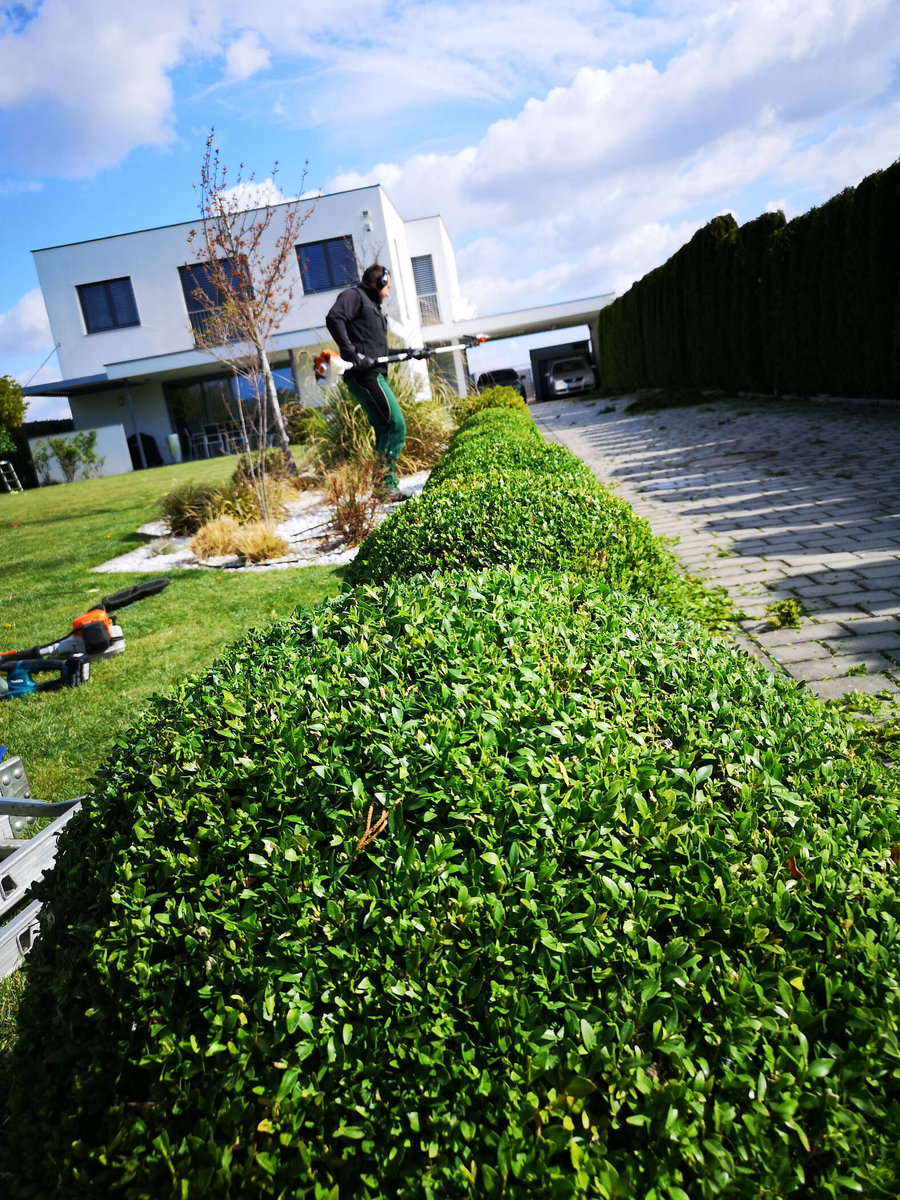 Heckenschnitt von Gartenpflege RIEDL Patrick