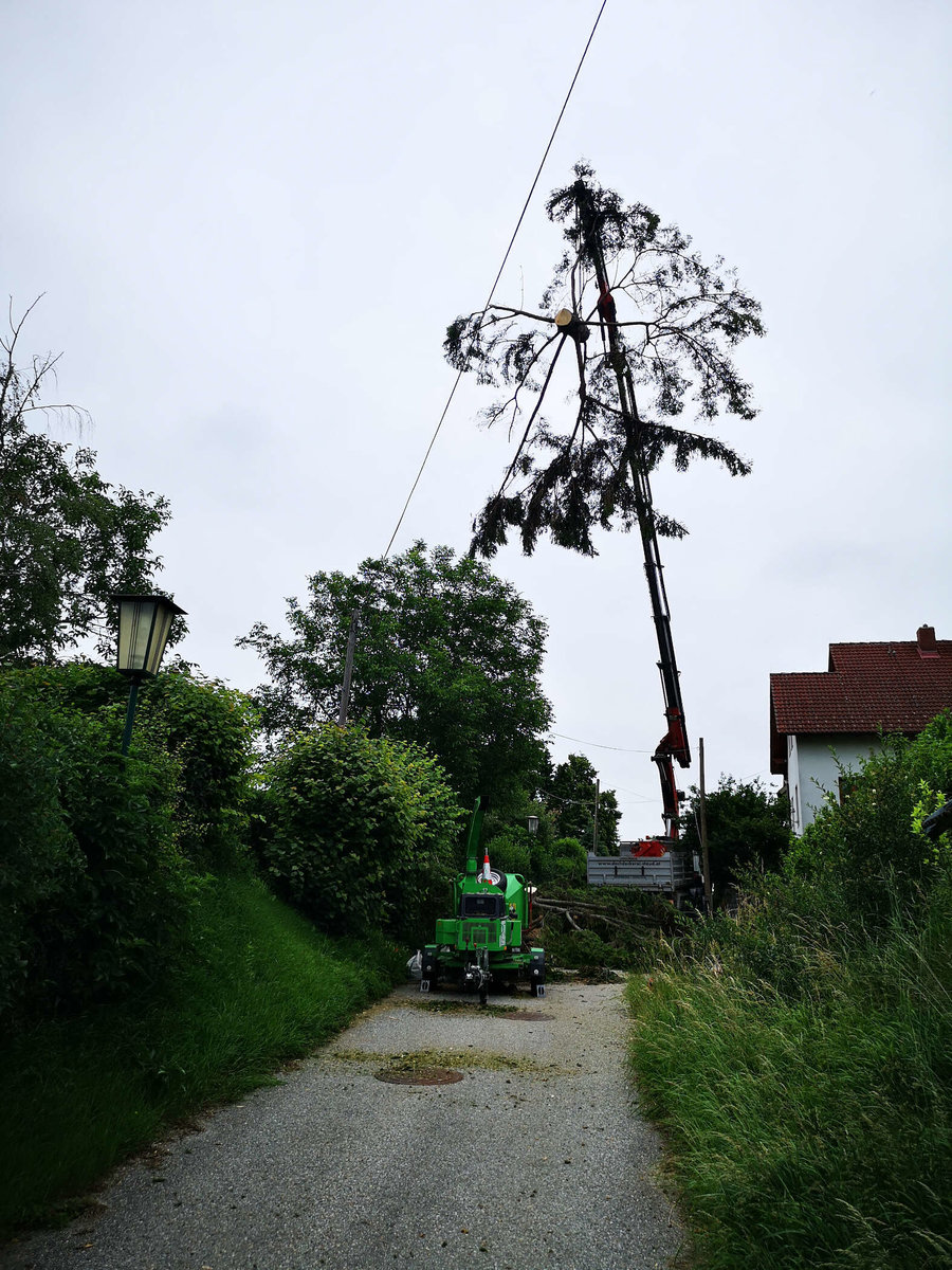 Baumrodung von Gartenpflege RIEDL Patrick