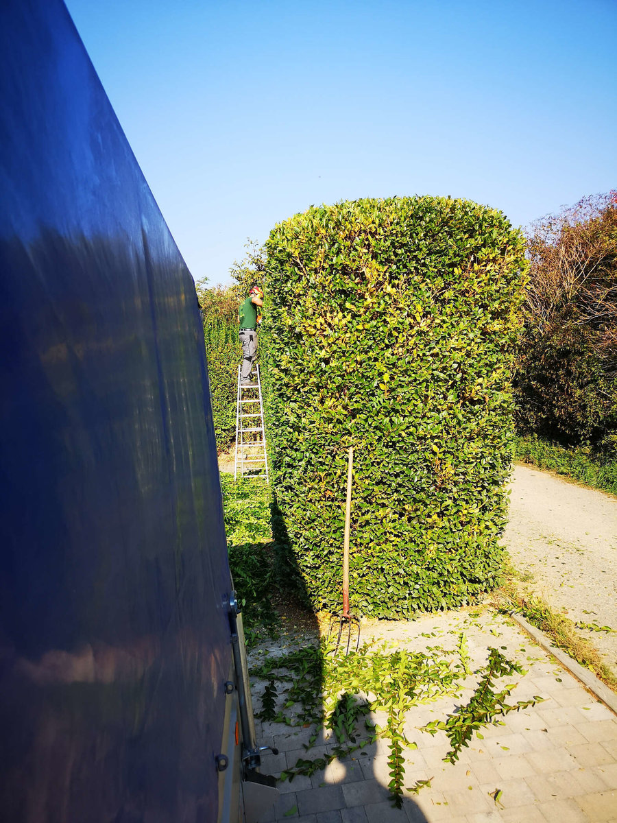 Heckenschnitt von Gartenpflege RIEDL Patrick