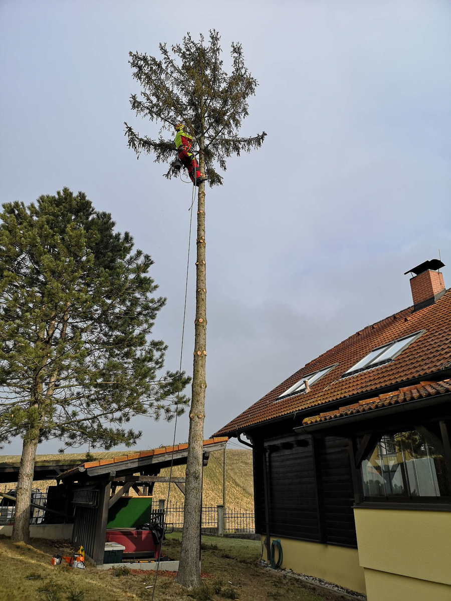 Baumrodung von Gartenpflege RIEDL Patrick