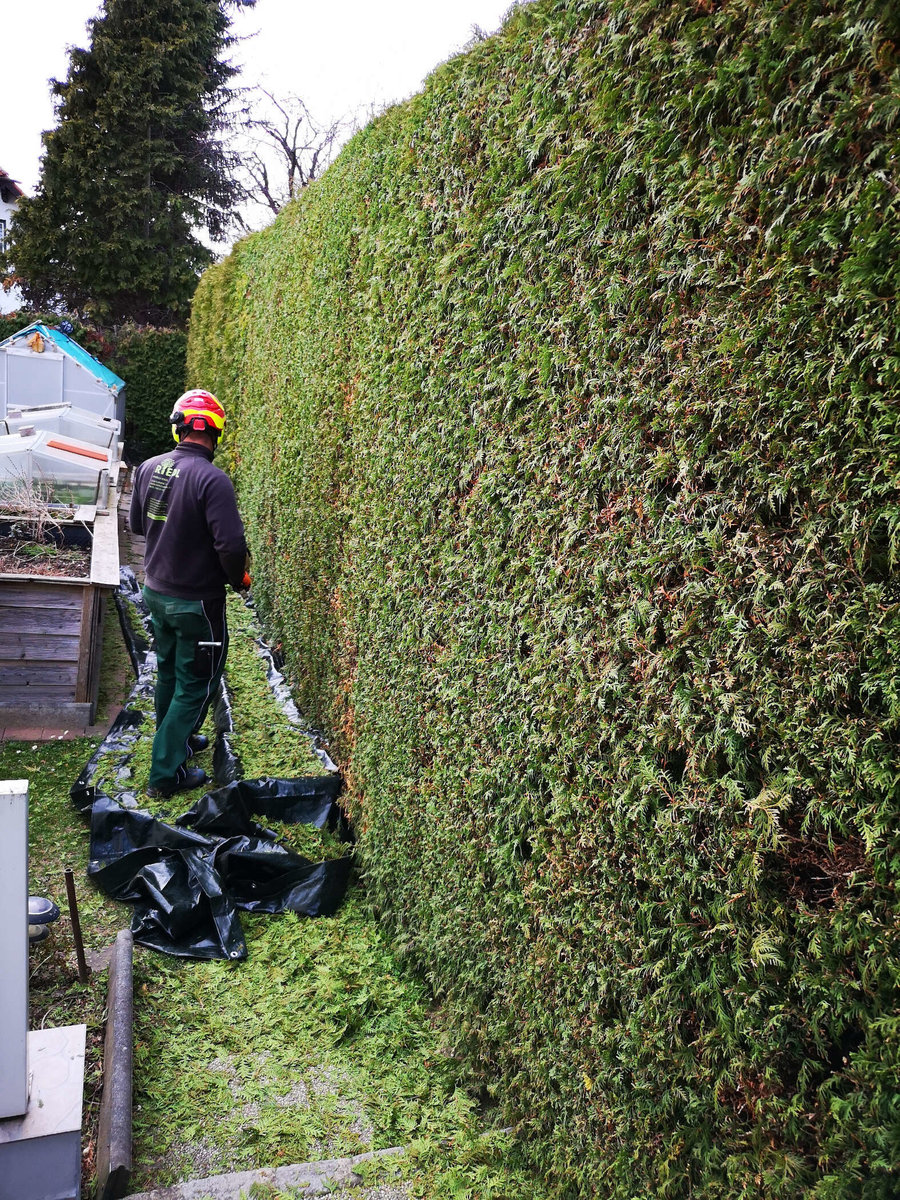 Heckenschnitt von Gartenpflege RIEDL Patrick