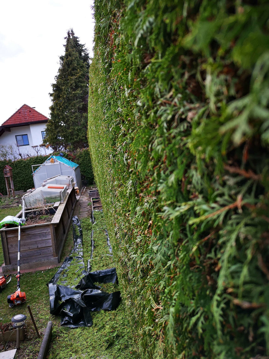 Heckenschnitt von Gartenpflege RIEDL Patrick